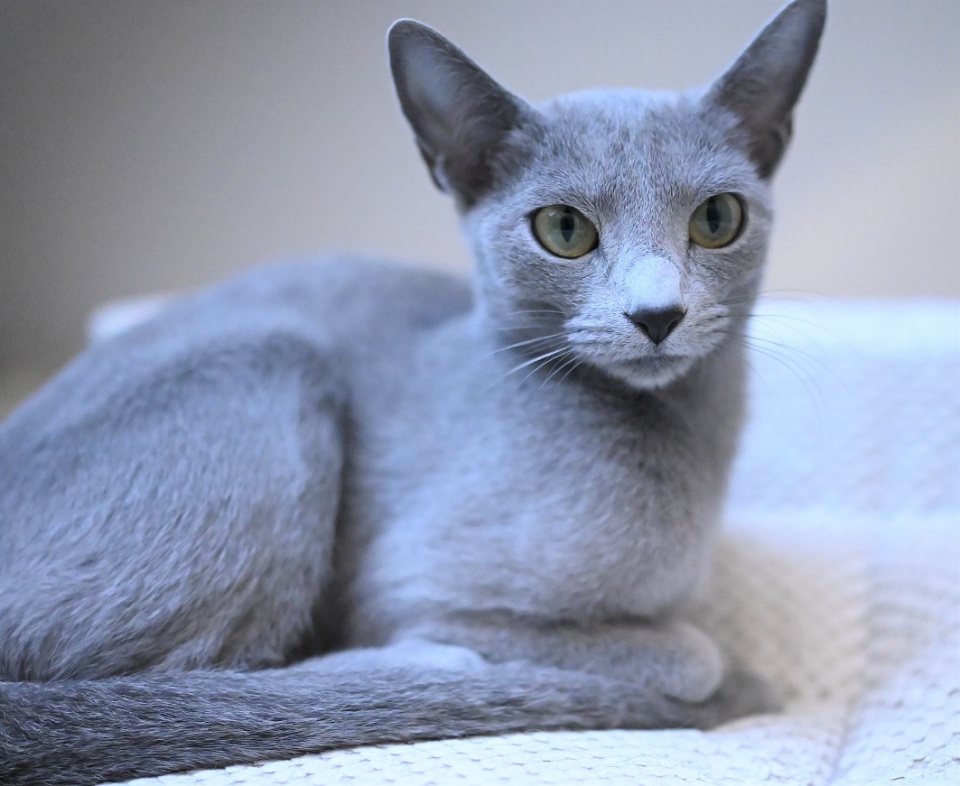 Russian blue hypoallergenic hot sale cats for sale