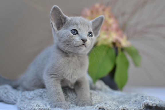 Russian-Blue cat for sale