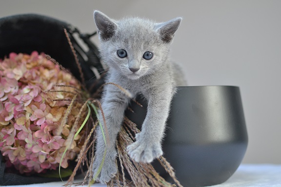 Russian Blue Kitten for sale