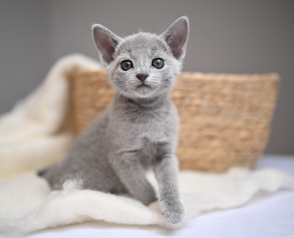 Russian Blue cats for sale near me