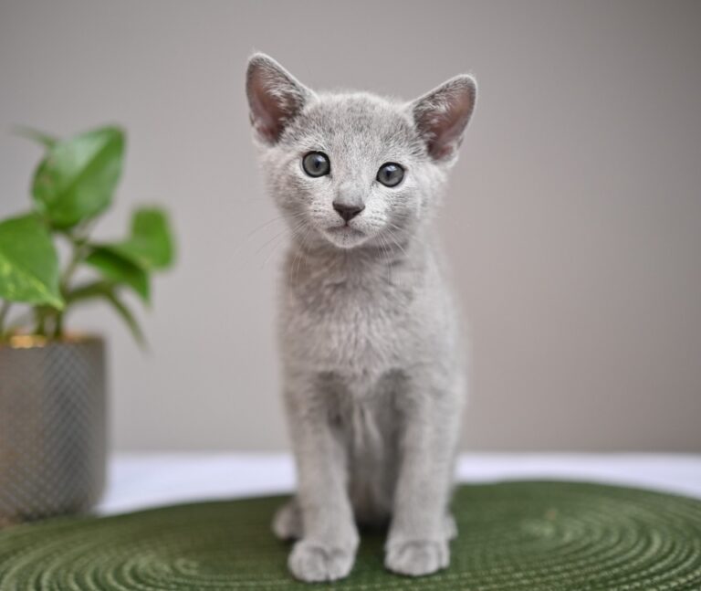 Russian Blue Kittens For Sale Russian Blue Cats For Sale   Russian Blue Kittens For Sale 768x647 