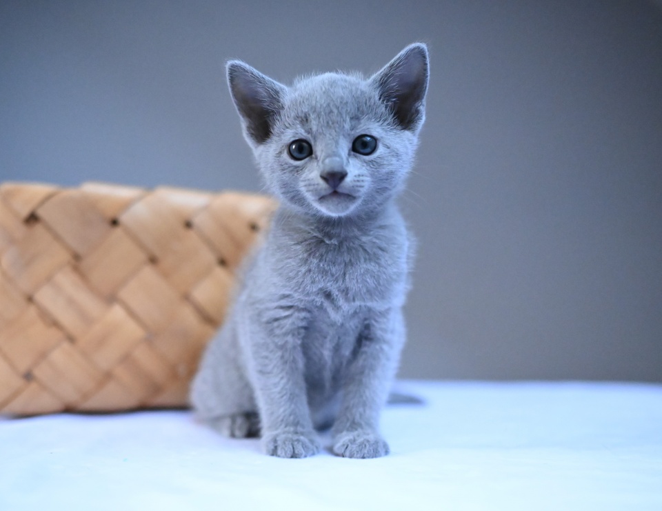 Russian-Blue-cat